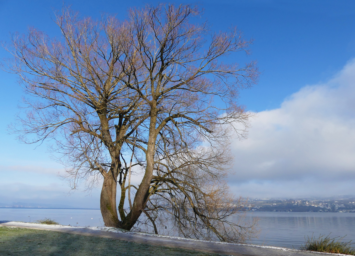 Der alte Baum am See