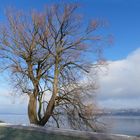 Der alte Baum am See