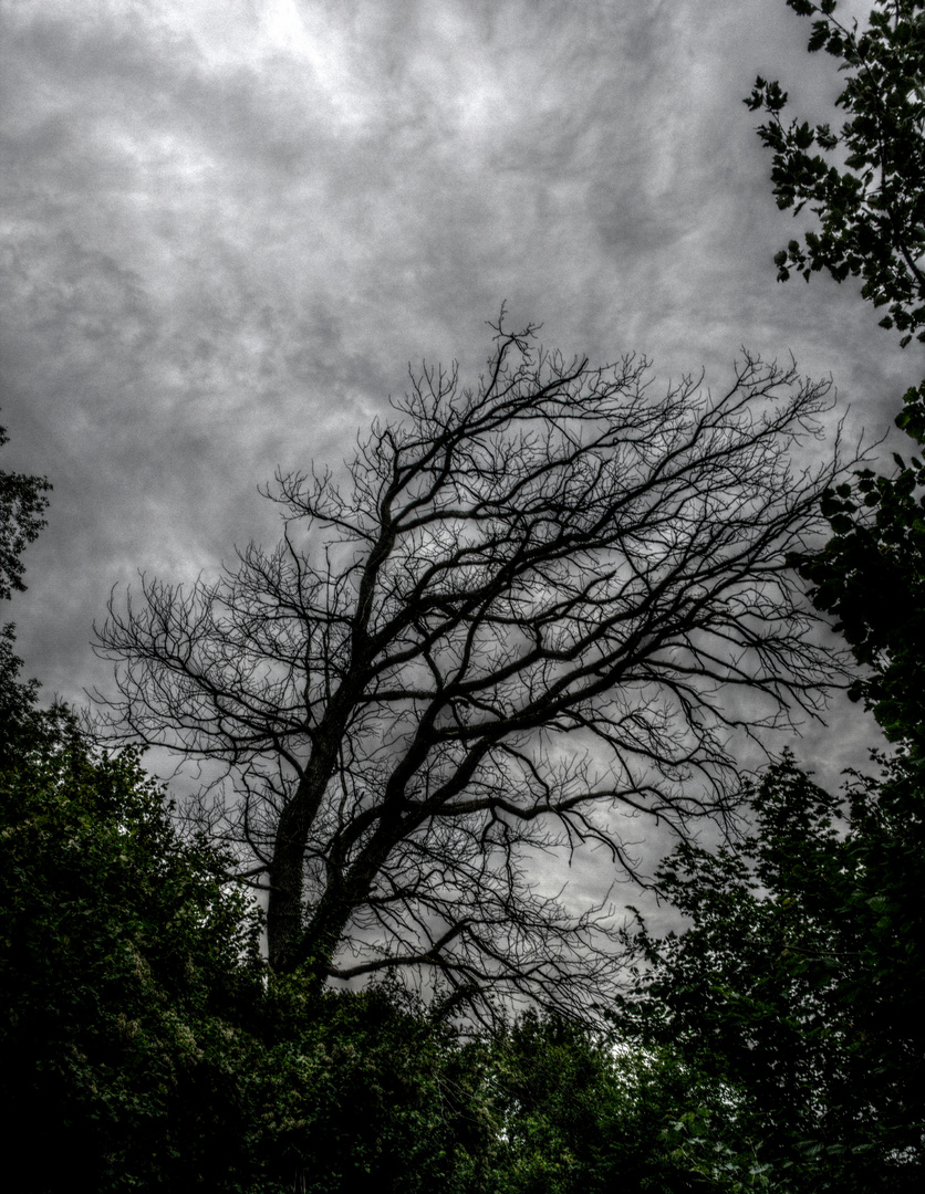 Der alte Baum am See