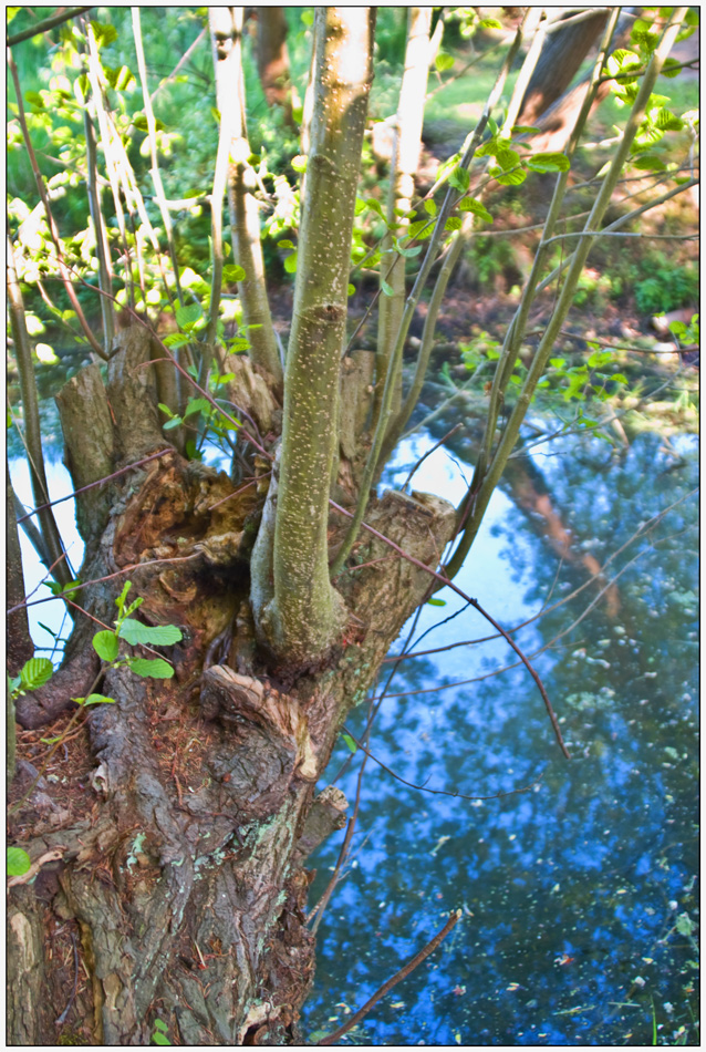 Der alte Baum Am Teich Foto & Bild landschaft, bach, fluss & see, see