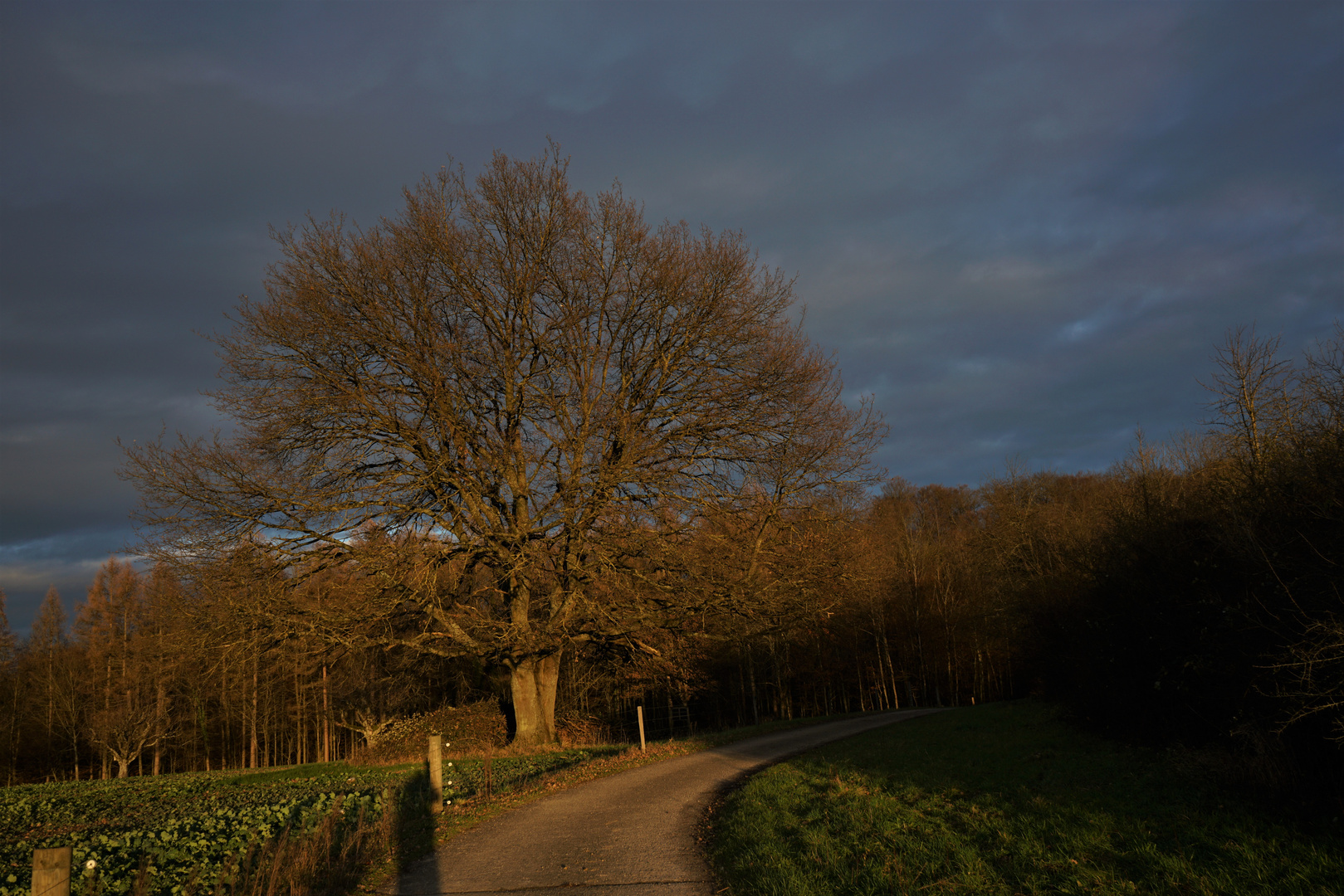 Der alte Baum am Waldrand 