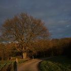 Der alte Baum am Waldrand 