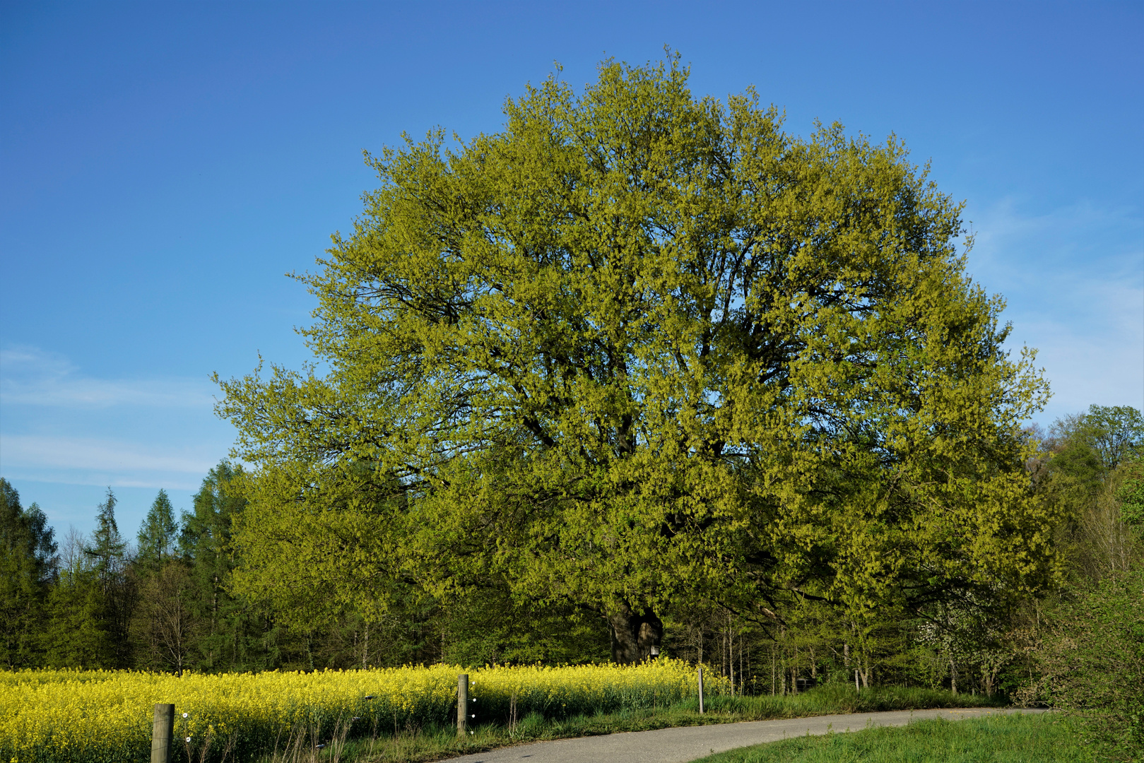 Der alte Baum am Waldrand 3 