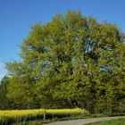 Der alte Baum am Waldrand 3 