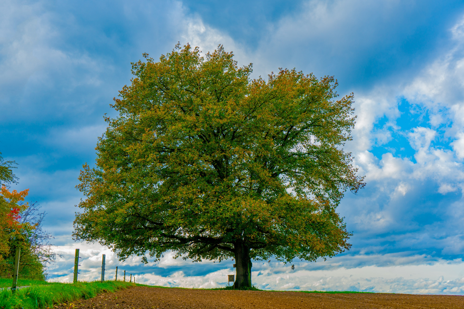 Der alte Baum am Waldrand 4