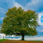 Der alte Baum am Waldrand 4