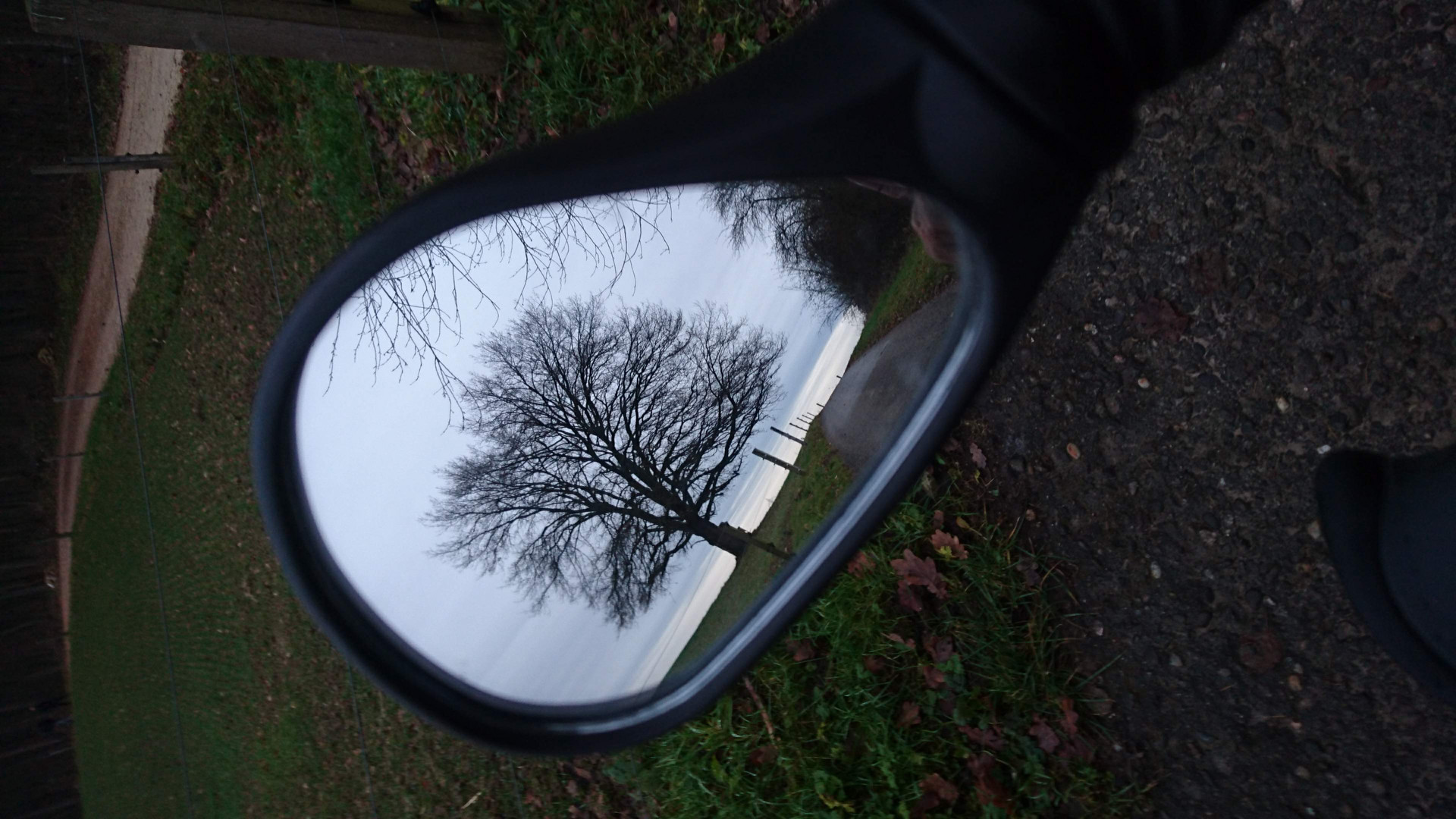 Der Alte Baum am Waldrand 4 aus der Spiegelsicht 