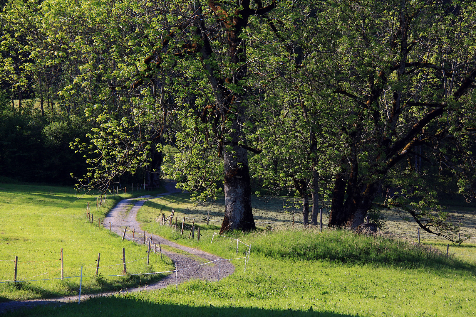 Der alte Baum am Wiesenwegle