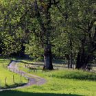 Der alte Baum am Wiesenwegle