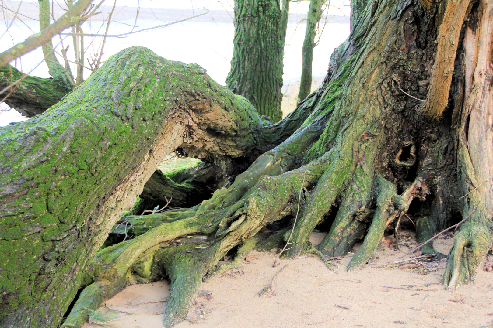 Der alte Baum an der Elbe