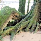 Der alte Baum an der Elbe