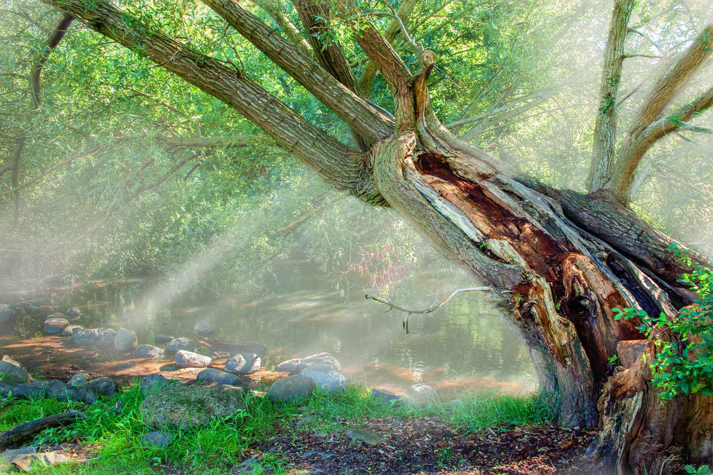 Der alte Baum an der Ribe