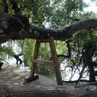 Der alte Baum auf der Insel Mainau...