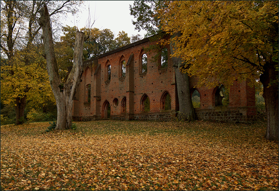 Der alte Baum