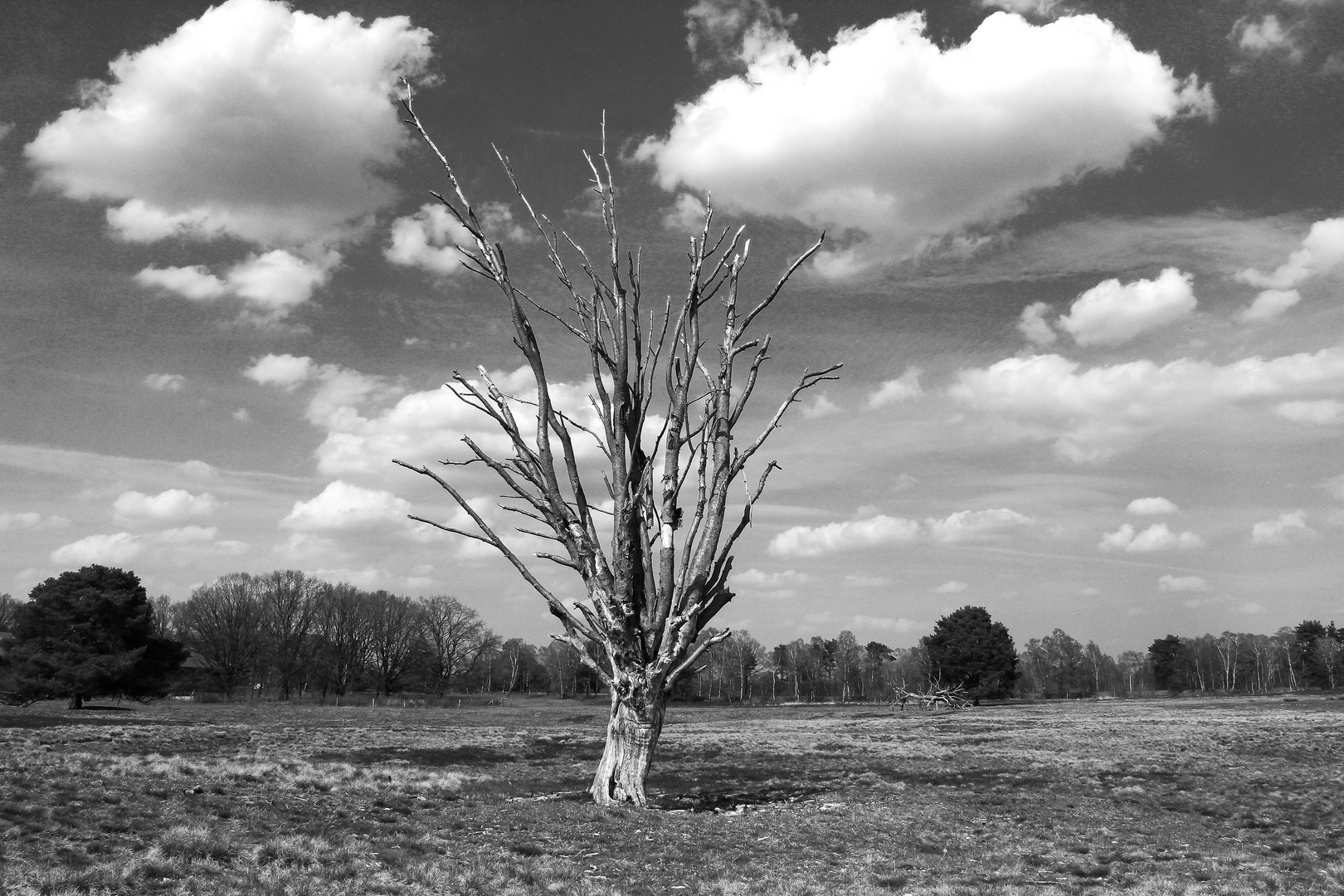 der alte Baum