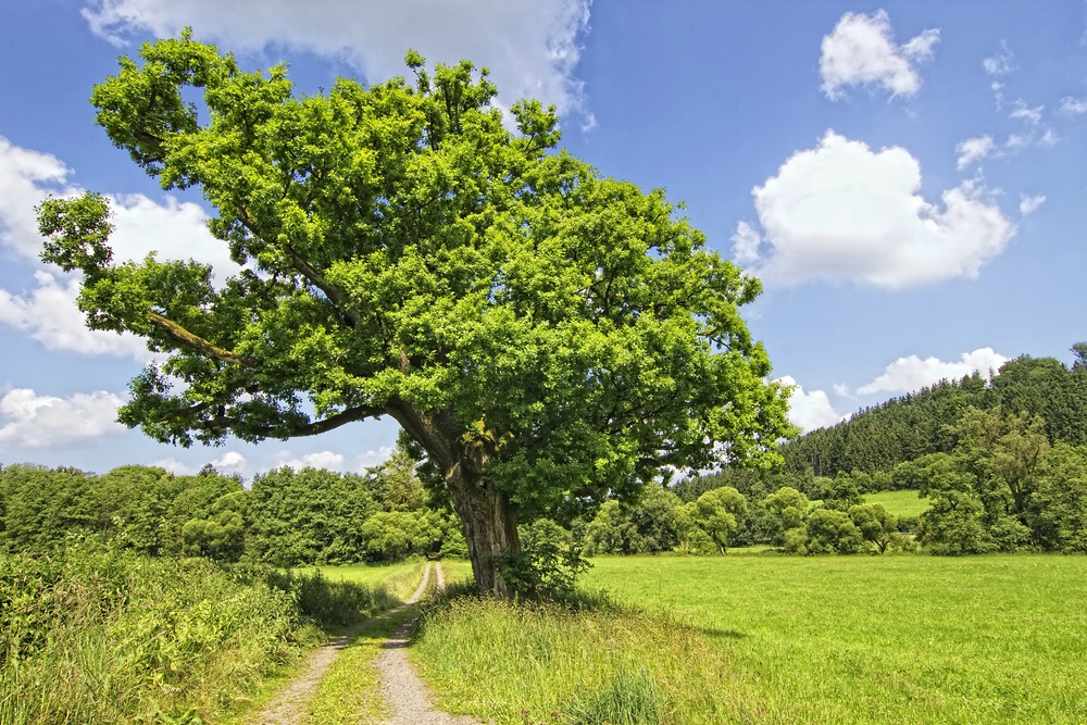 Der alte Baum