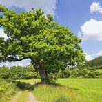 Der alte Baum