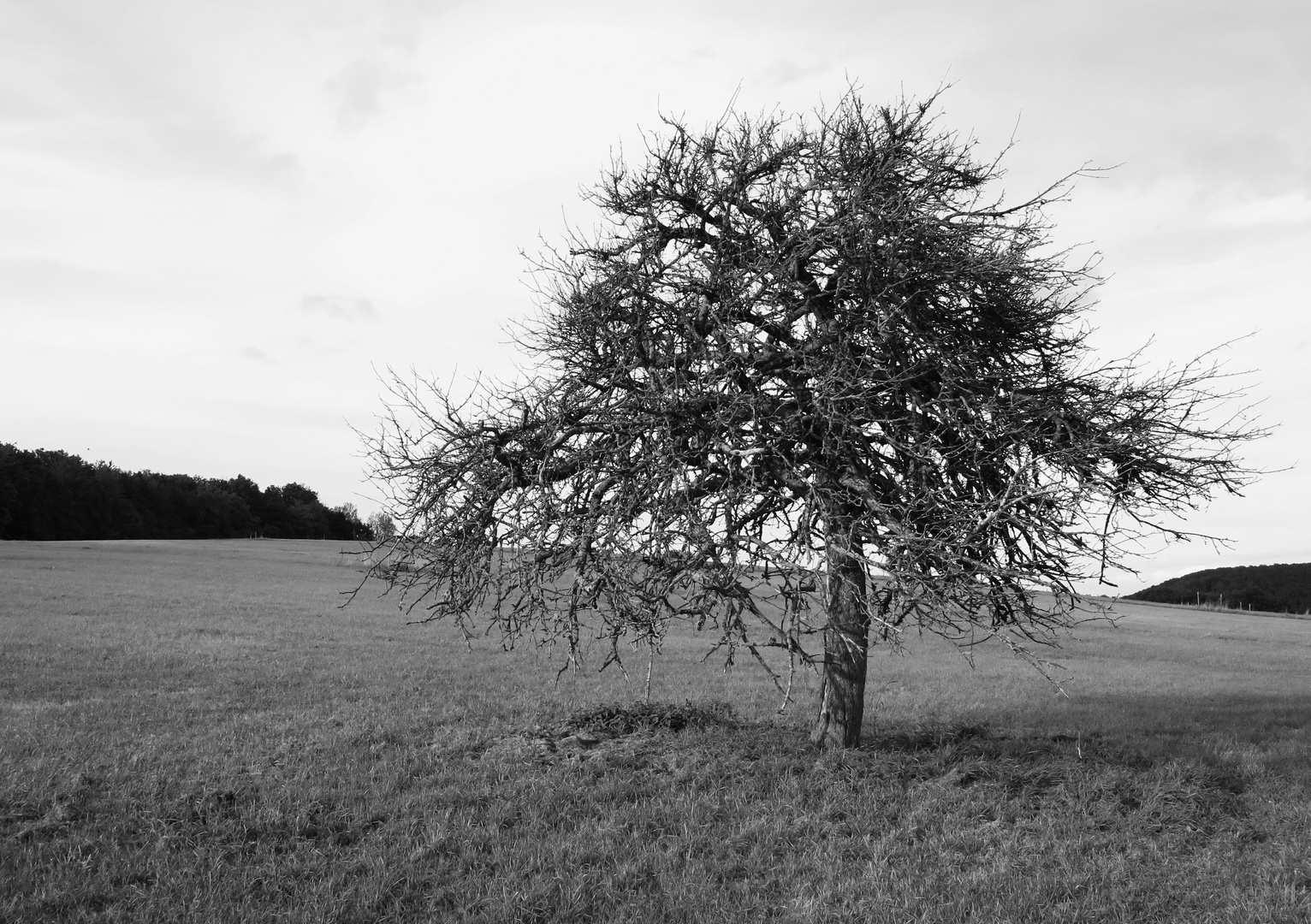 Der alte Baum