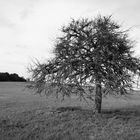 Der alte Baum