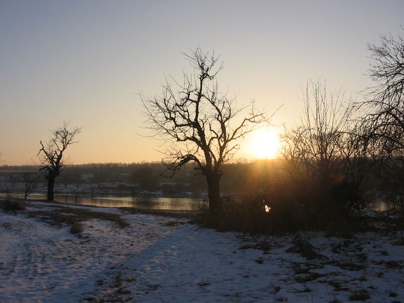 Der alte Baum