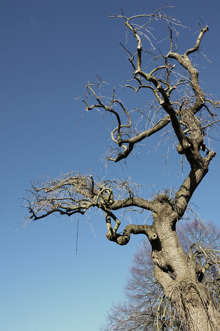 Der alte Baum