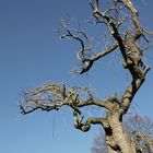 Der alte Baum