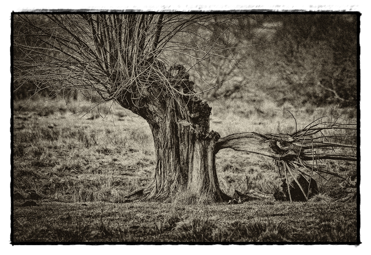 Der alte Baum