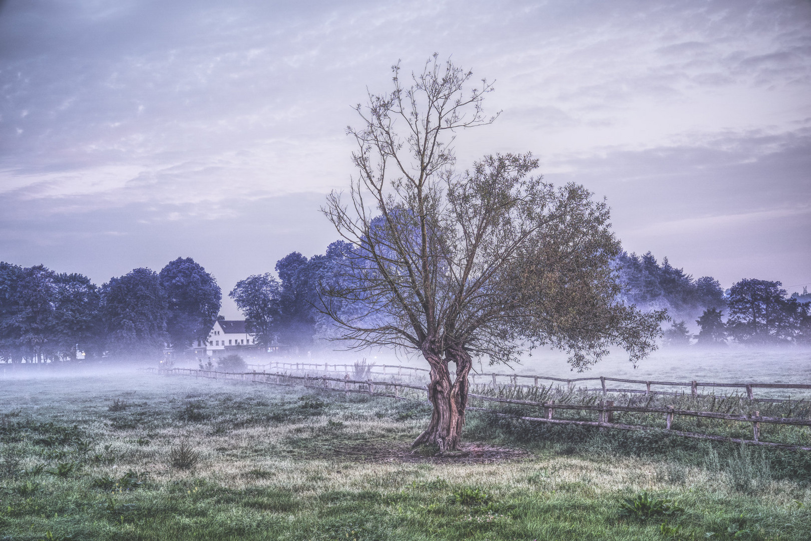 Der alte Baum