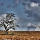 Der alte Baum