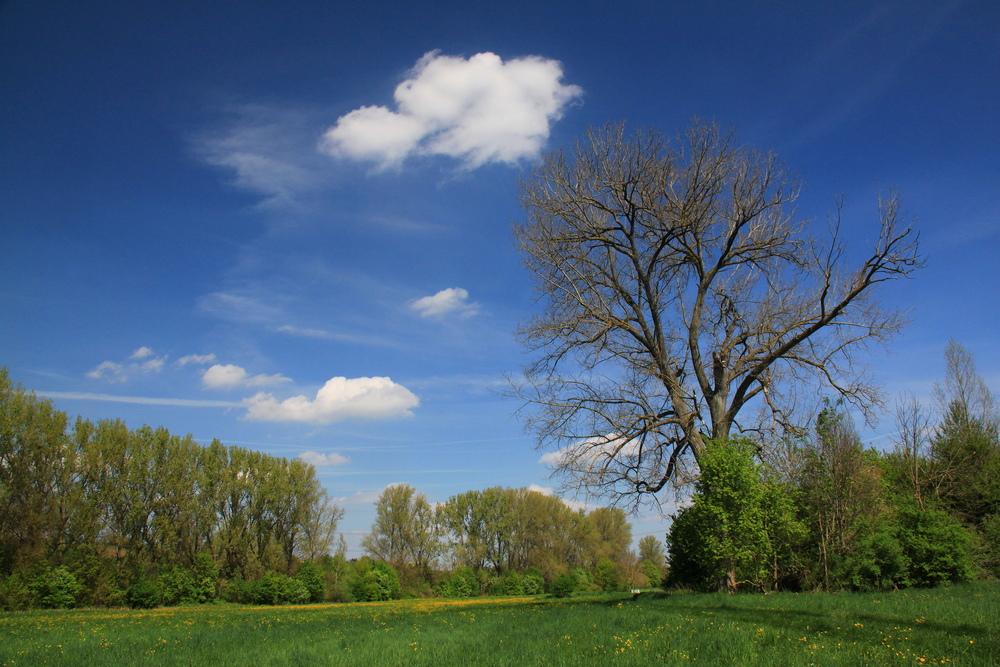 Der alte Baum