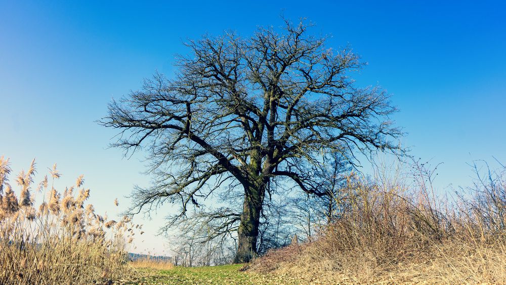 Der alte Baum