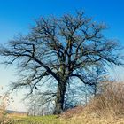 Der alte Baum