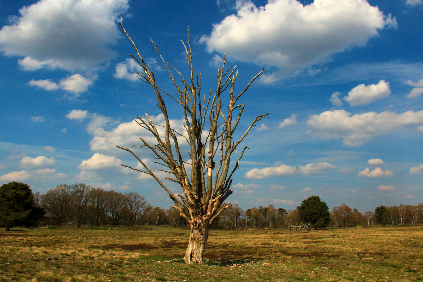 Der alte Baum.....