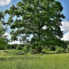 Der alte Baum