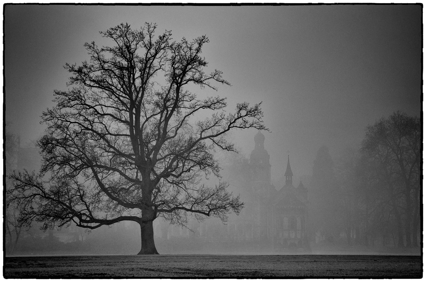 Der alte Baum