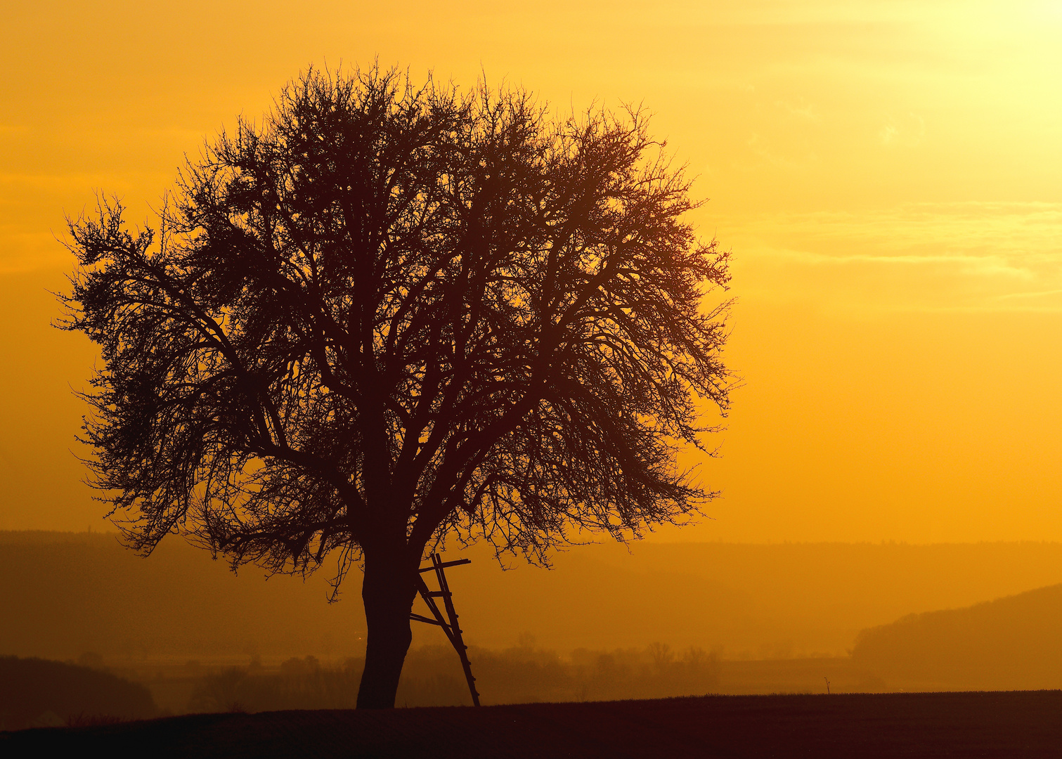 Der alte Baum...