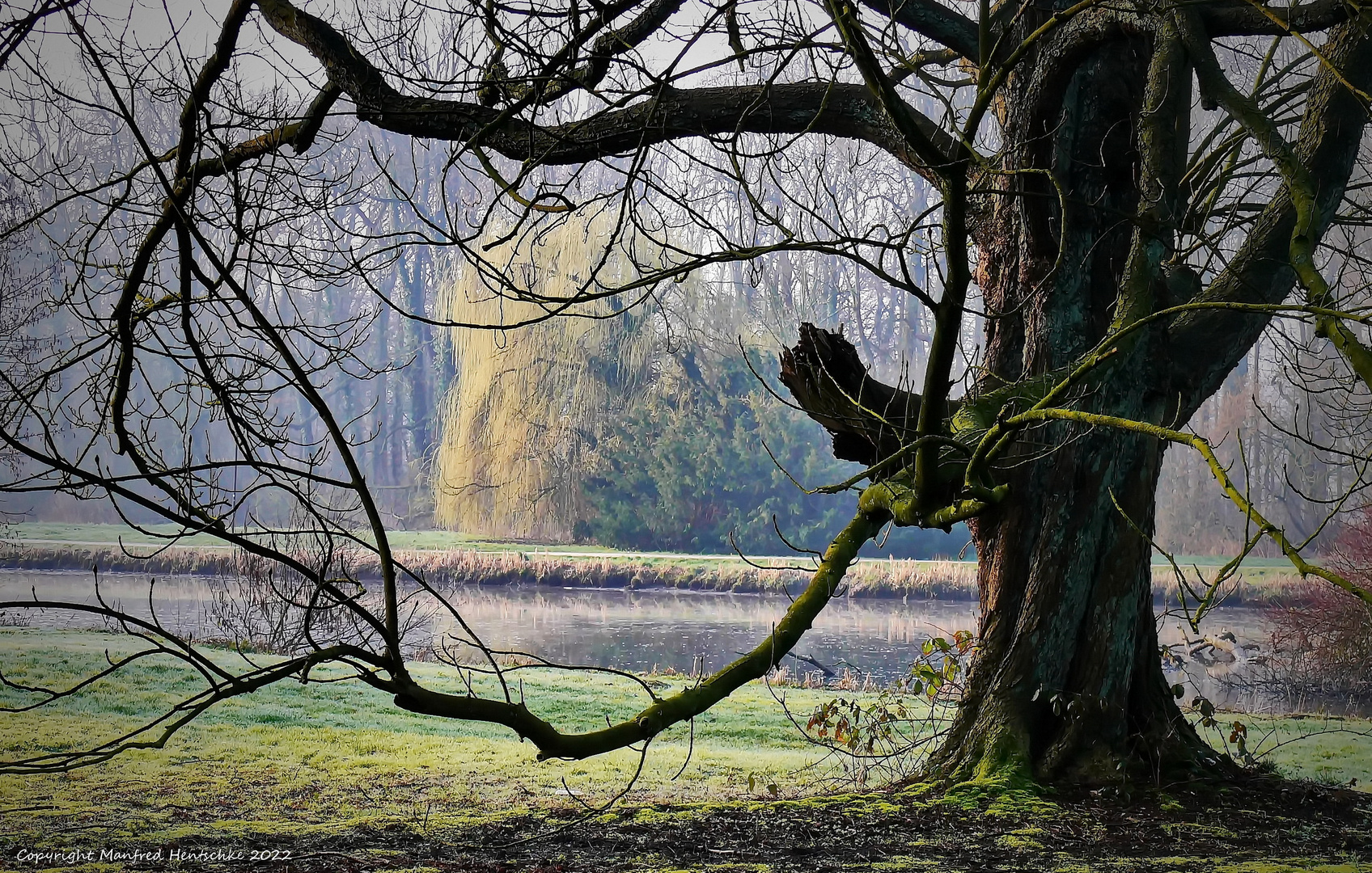 Der alte Baum