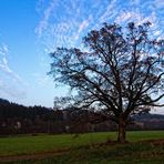 Der alte Baum ..