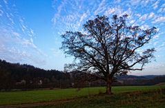 Der alte Baum ..