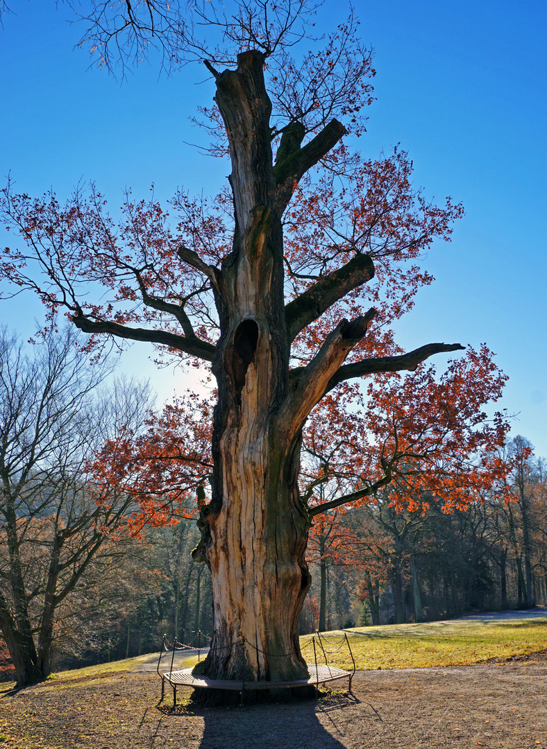 der alte Baum