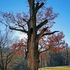 der alte Baum