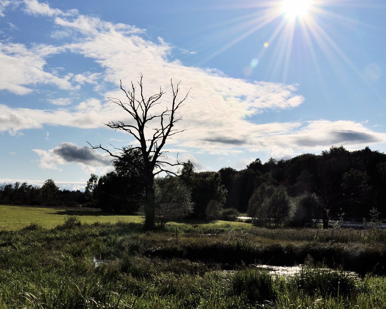 Der alte Baum