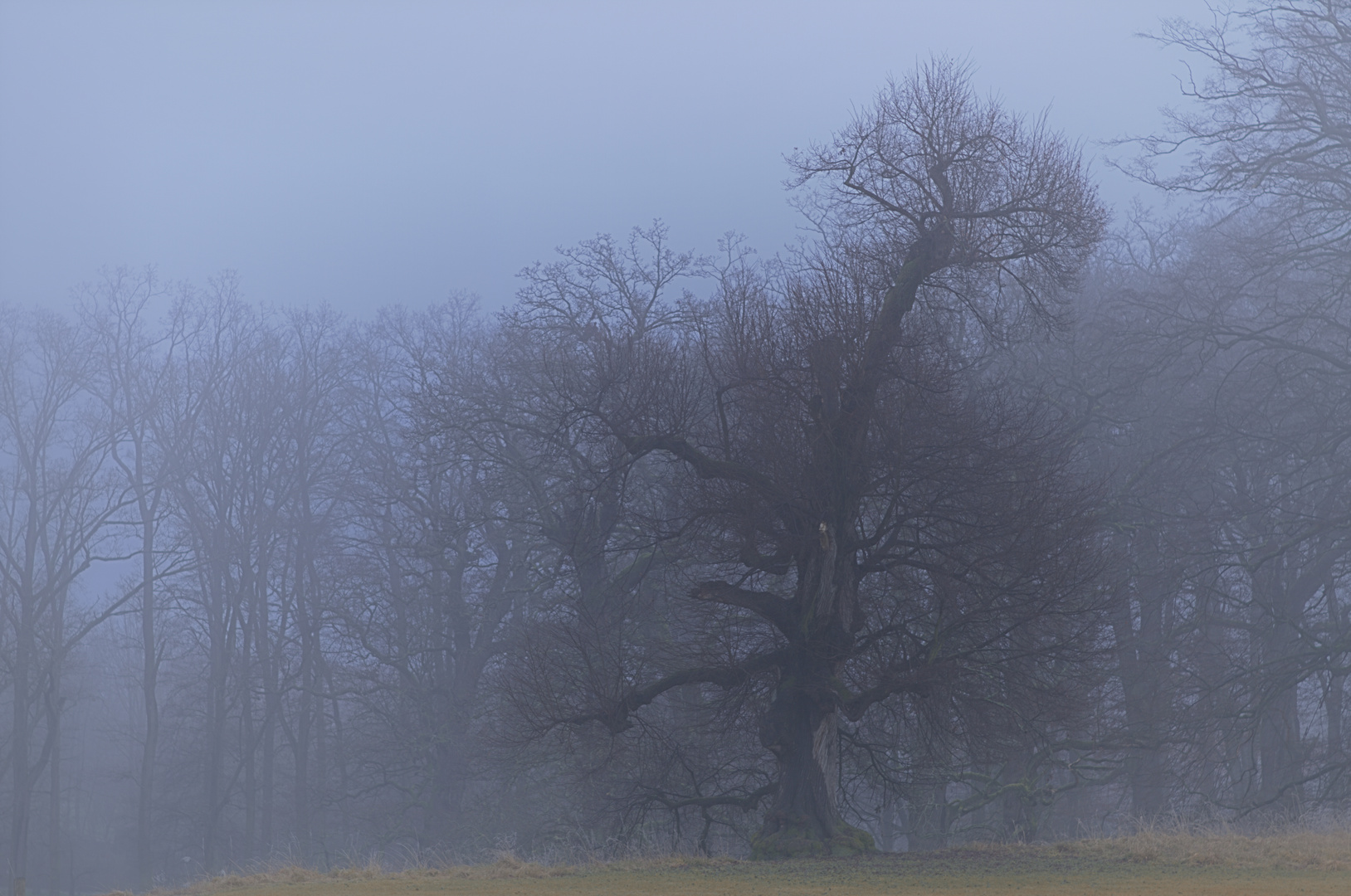 DER ALTE BAUM