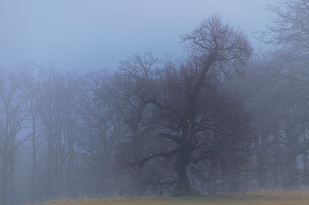 DER ALTE BAUM