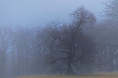 DER ALTE BAUM