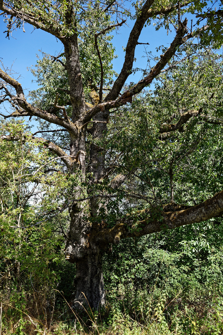 Der alte Baum