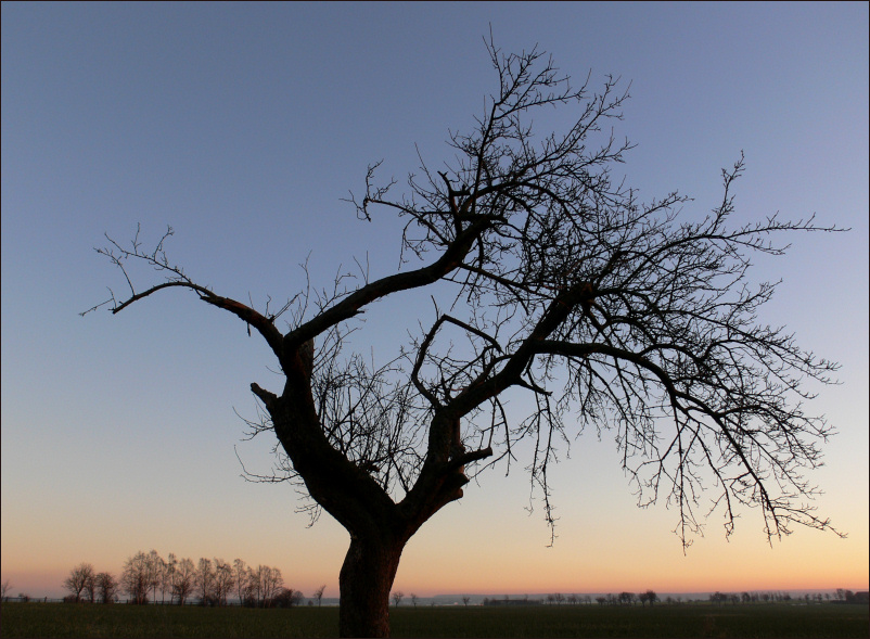 der alte Baum