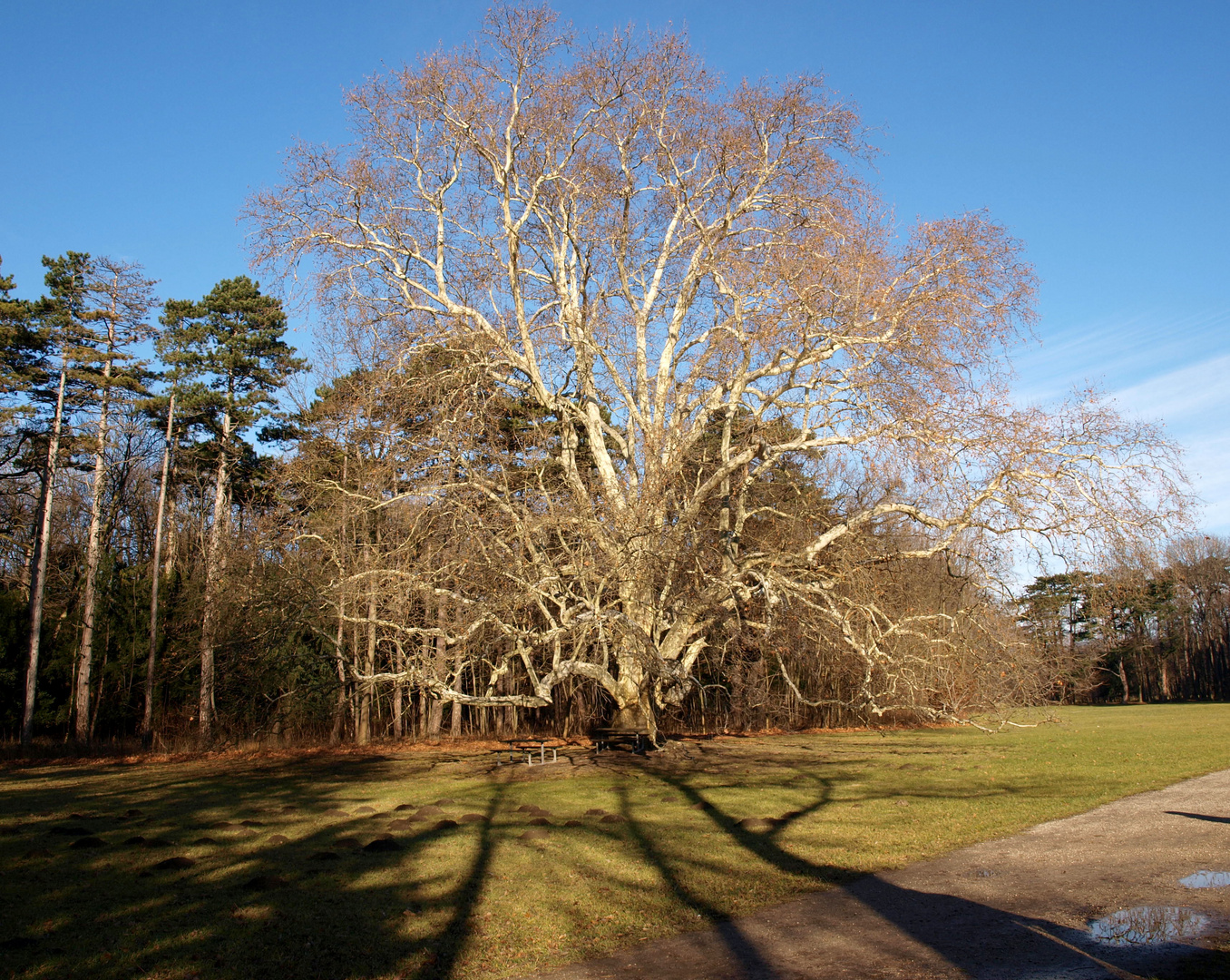 *** Der alte Baum ***