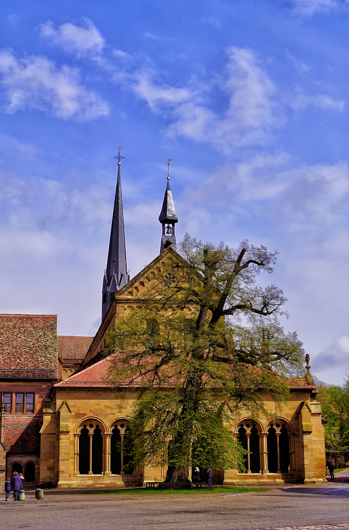 Der alte Baum 