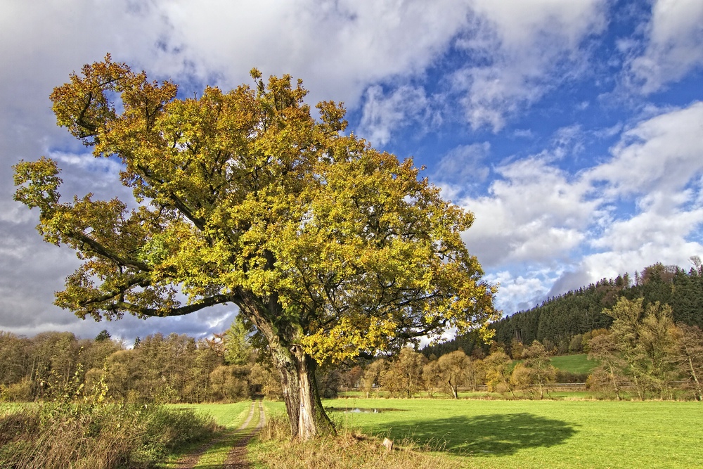 Der alte Baum